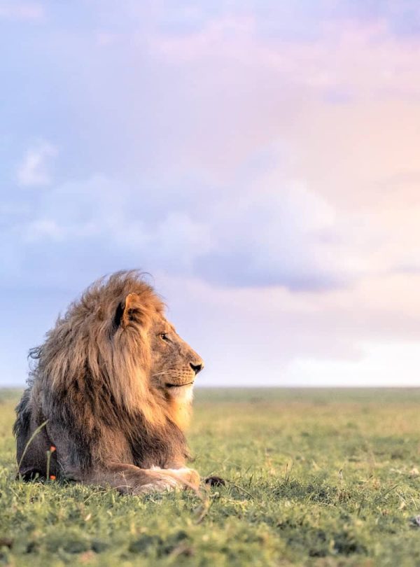 Serengeti-Safari