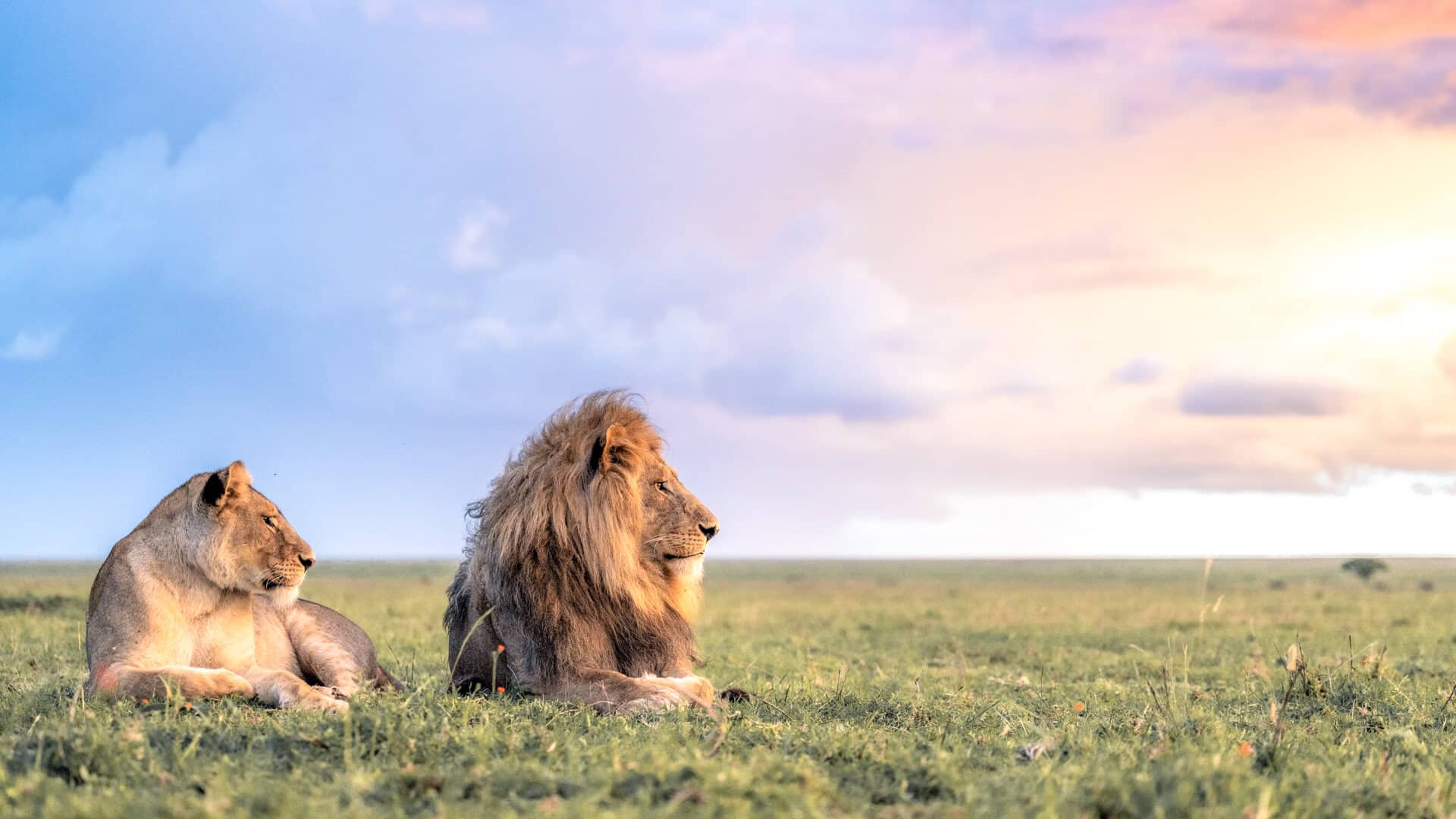 Serengeti-Safari