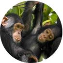 Primates