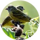 Birdlife