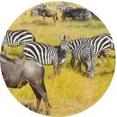 Plains Wildlife